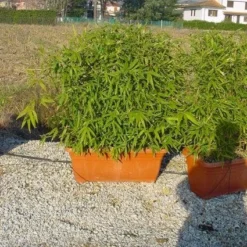 Bamboe Als Meeneemhaag (Phyllostachys Aurea)