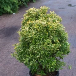 Kardinaalshoed Als Meeneemhaag (Euonymus Japonicus 'Aureus)