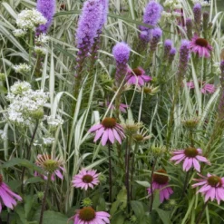 Borderpakket Roze, Wit En Paars
