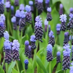 Kaboutermutsjes (Muscari Latifolium)