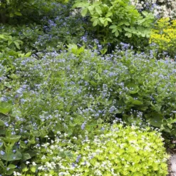 Borderpakket Schaduw In Blauw En Wit (3 M²)