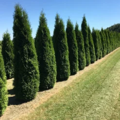 Grote Westerse Levensboom (Thuja Occidentalis 'Smaragd')