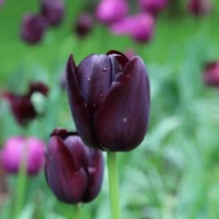 Tulp (Tulipa 'Queen Of Night, Enkel Laat')